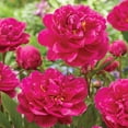 thumbnail image 3 of Member's Mark Peony Karl Rosenfield Dormant Bulbs, 3pk, 3 of 9