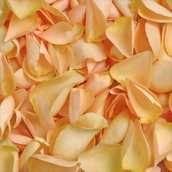 Member's Mark Fresh Rose Petals, 3000 ct., Choose color variety