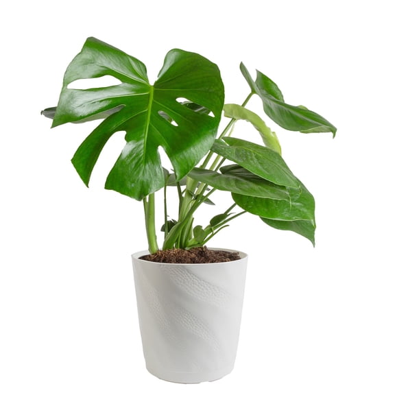 Costa Farms 10" Monstera Tropical Plant in Decorative Pot