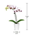 thumbnail image 5 of Live White Mini Orchids in Ceramic Pot, 12 Pack, 5 of 6