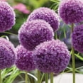 thumbnail image 4 of Member's Mark Allium Purple Sensation Dormant Bulbs, 40pk, 4 of 9