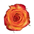 thumbnail image 2 of Member's Mark Ecuadorian Premium Roses, choose color variety and stem count, 2 of 8