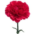 thumbnail image 2 of Member's Mark Carnations, Choose color and stem count, 2 of 7