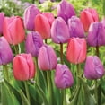 thumbnail image 2 of Member's Mark Tulip Purple and Pink Blend Dormant Bulbs, 40pk, 2 of 8