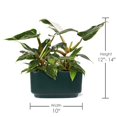 thumbnail image 4 of 10" White Princess Philodendron Duo in Green Ceramic Pot, 4 of 5