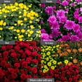 thumbnail image 3 of MUM PLANTER ., 3 of 6