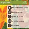 thumbnail image 6 of Member's Mark Daylily Blend Dormant Bulbs, 9pk, 6 of 9