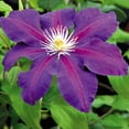 thumbnail image 4 of Member's Mark Clematis Vagabound & Multi Blue Dormant Bulbs, 3pk, 4 of 10