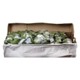 thumbnail image 6 of Member's Mark Hydrangeas, choose color and stem count, 6 of 6