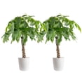 thumbnail image 1 of Costa Farms Live 10" Money Tree Braid in Decorative Pot, 2-Pack, 1 of 1