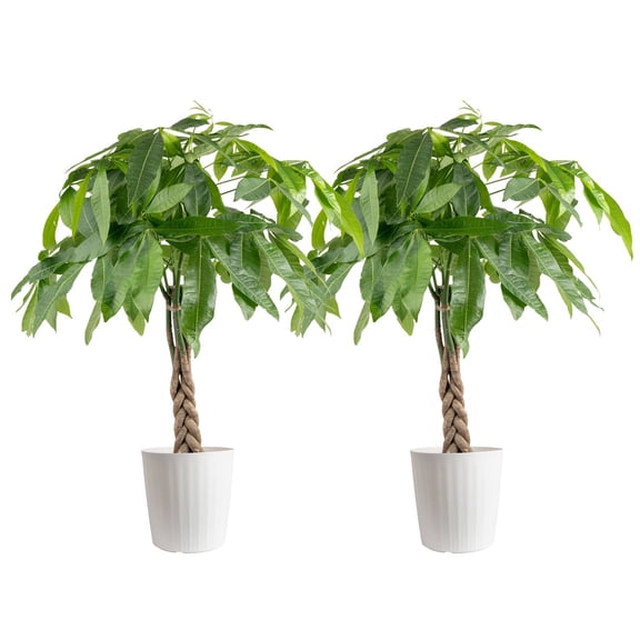 Costa Farms Live 10" Money Tree Braid in Decorative Pot, 2-Pack