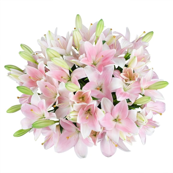 Member's Mark LA Hybrid Lilies, choose color and stem count