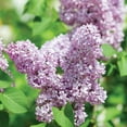 thumbnail image 6 of Hydrangea or Lilac Shrubs 2 pk., 6 of 15