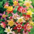 thumbnail image 3 of Member's Mark Columbine Aquilegia Blend Dormant Bulbs, 14pk, 3 of 9