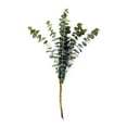 thumbnail image 2 of Member's Mark Mixed Eucalyptus, Market Bunch, 15 stems, 2 of 2