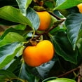 thumbnail image 3 of Fuyugaki Persimmon Tree, 3 of 3