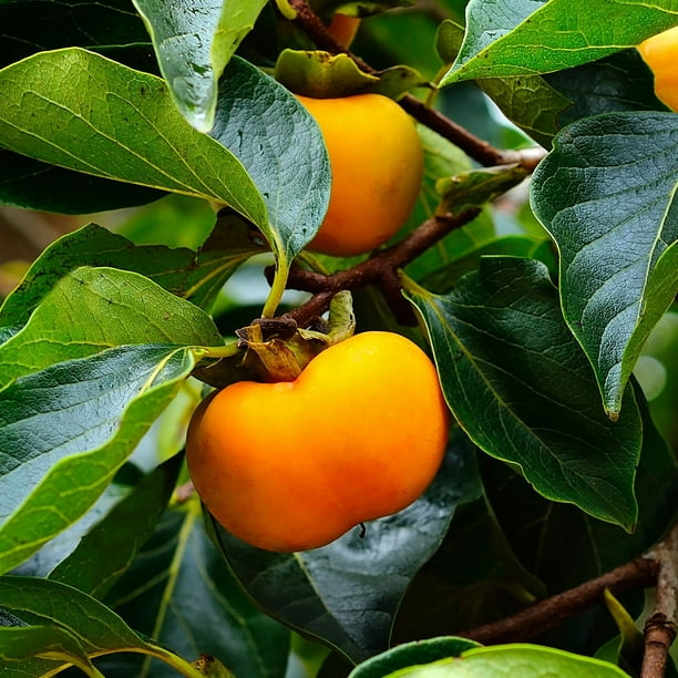 Fuyugaki Persimmon Tree