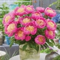 thumbnail image 5 of Member's Mark Peonies Bowl of Beauty & Margaret Truman Dormant Bulbs, 3pk, 5 of 10