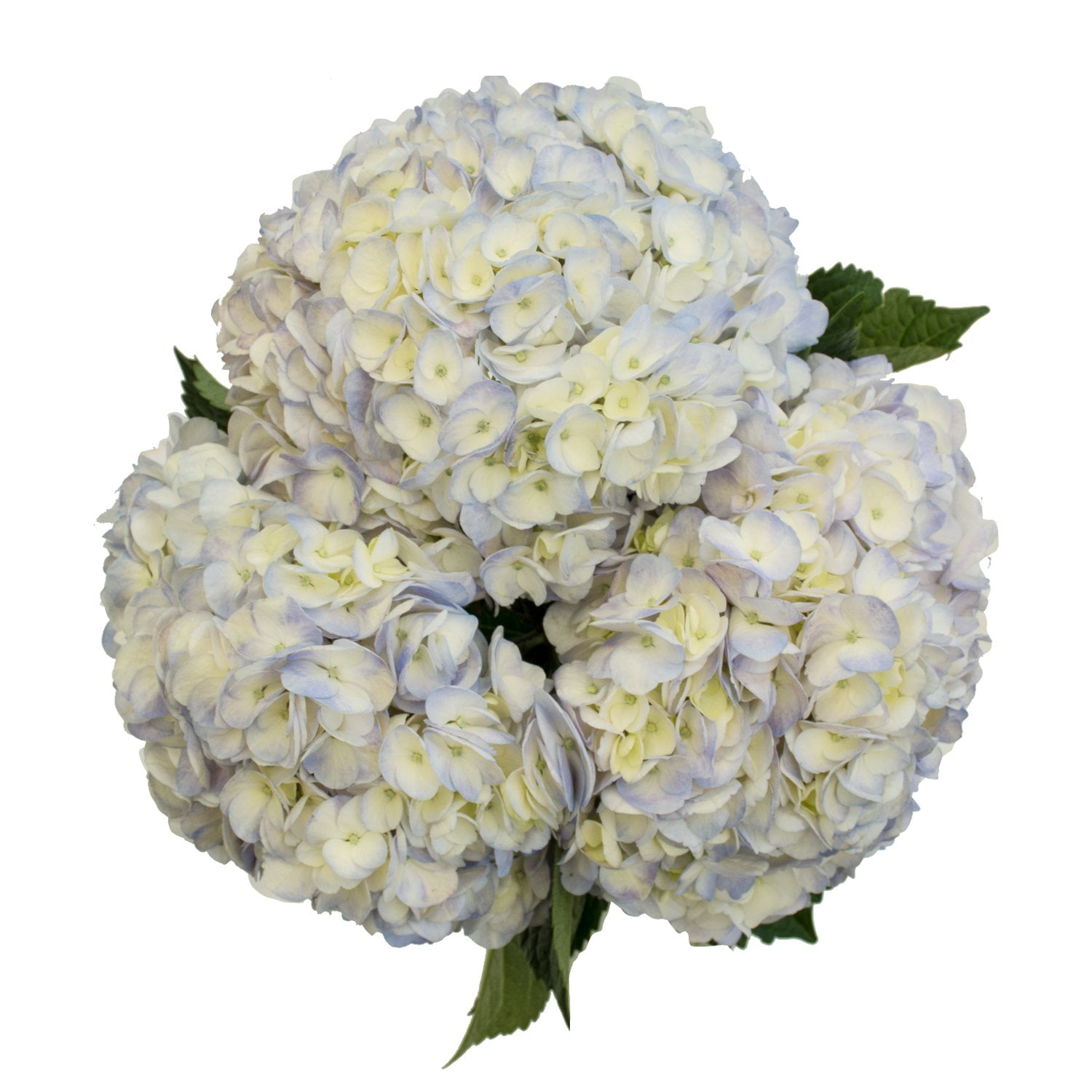 Member's Mark Novelty Hydrangeas, color and variety may vary
