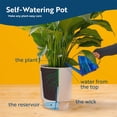 thumbnail image 3 of Costa Farms 10" Peace Lily in Self-Watering Pot, 3 of 10