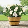 thumbnail image 1 of Member's Mark 22" Wine Barrel Planter, 1 of 5