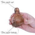 thumbnail image 7 of Member's Mark Daffodil Mix Dormant Bulbs, 40pk, 7 of 9
