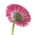 thumbnail image 6 of Member's Mark Gerbera Daisies, choose color and stem count, 6 of 7