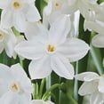 thumbnail image 4 of Member's Mark Narcissus Paperwhite Dormant Bulbs, 20pk, 4 of 9