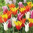 thumbnail image 3 of Member's Mark Tulip Lily Flowering Blend Dormant Bulbs, 30pk, 3 of 9