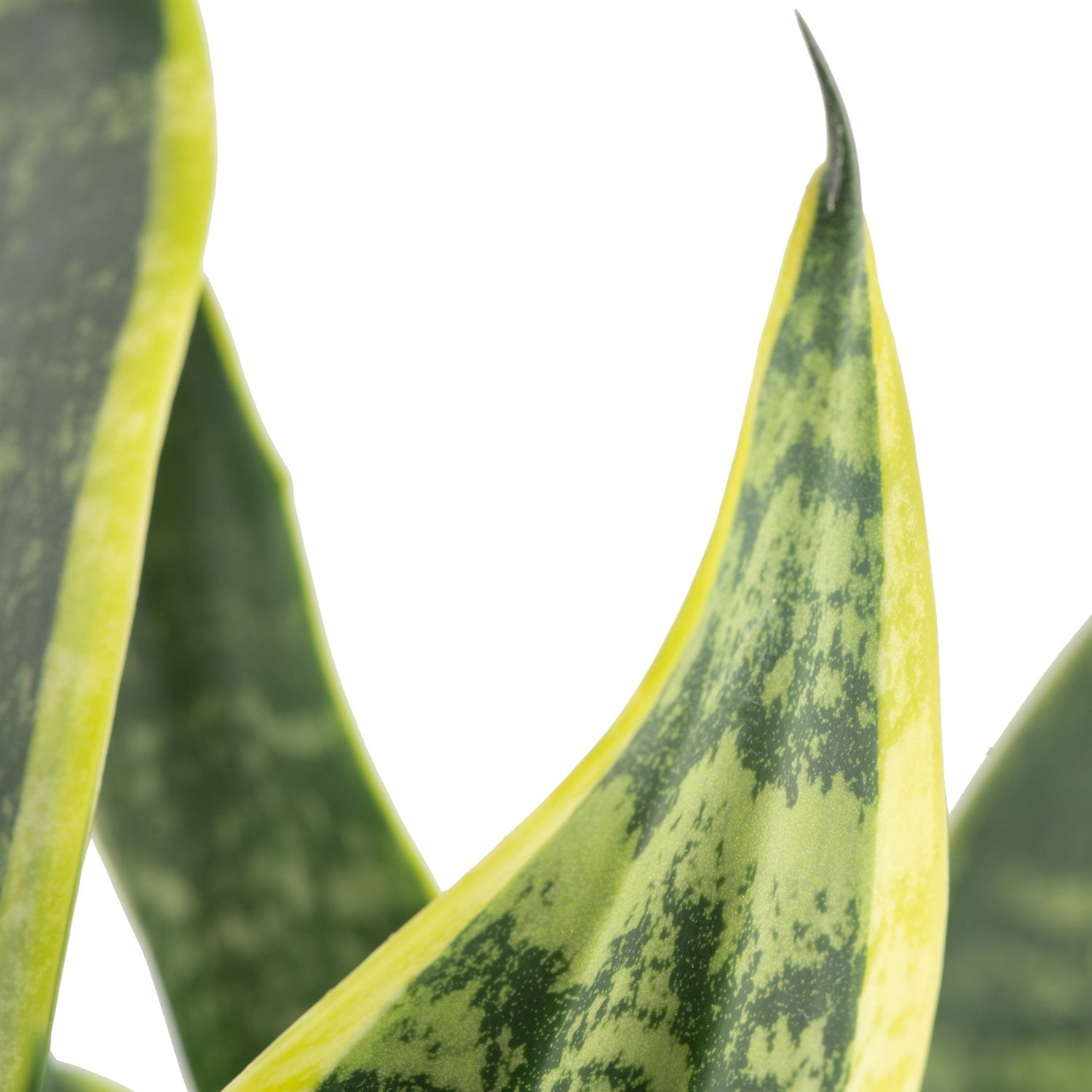 Sansevieria Tropical Plant in Deco Pot - Thumbnail 3