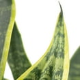 thumbnail image 5 of Costa Farms 10" Sansevieria Tropical Plant in Deco Pot, 5 of 6