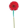 thumbnail image 5 of Member's Mark Gerbera Daisies, choose color and stem count, 5 of 8
