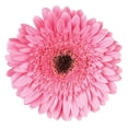 thumbnail image 4 of Member's Mark Gerbera Daisies, choose color and stem count, 4 of 8