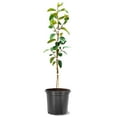 thumbnail image 1 of Fuyugaki Persimmon Tree, 1 of 3