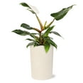 thumbnail image 1 of Live 5" White Princess Philodendron in Ceramic Pot, 1 of 5