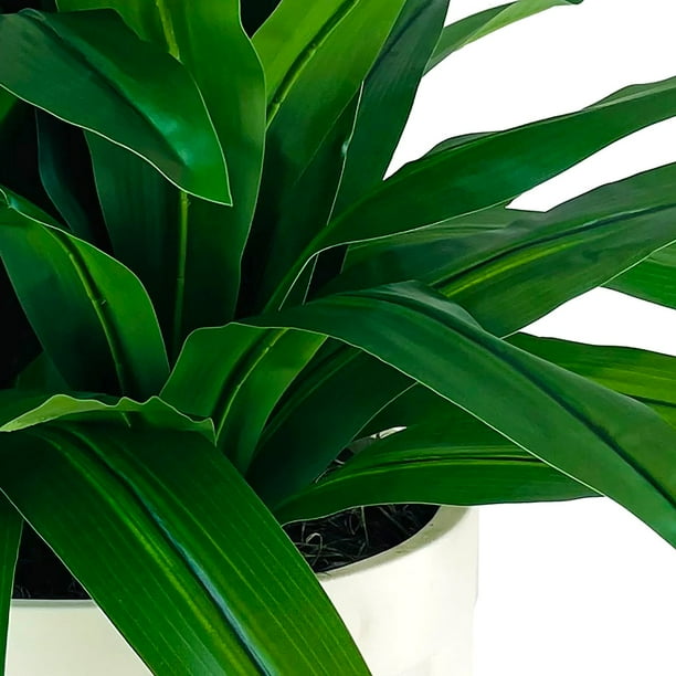 miss calathea Calathea ‘Stella’ PP For Sale – Logee's Plants