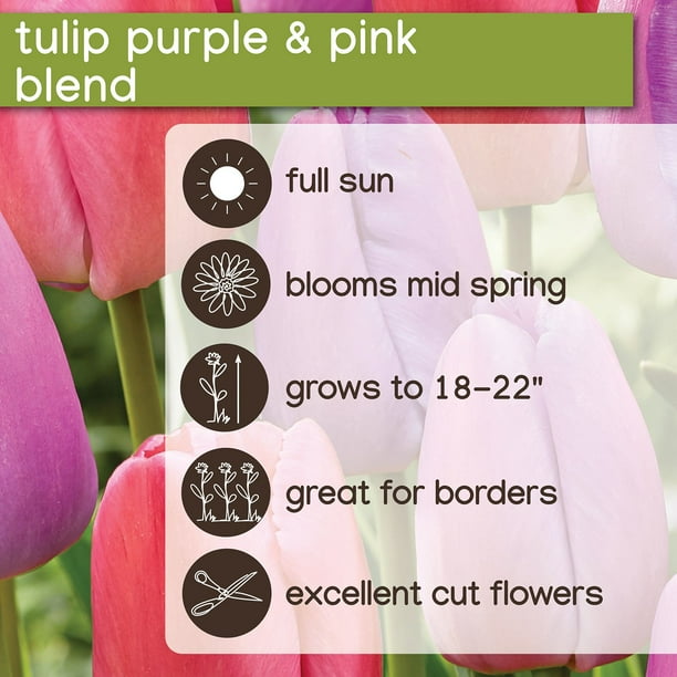 Member's Mark Tulip Purple and Pink Blend Dormant Bulbs, 45pk