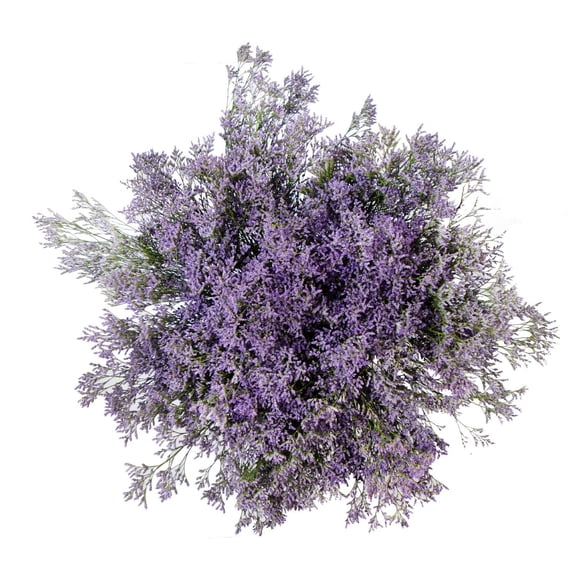 Member's Mark Limonium, 60 Stems, choose color