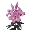 thumbnail image 2 of Member's Mark Oriental Trumpet Lilies, Choose color and stem count, 2 of 2