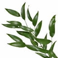 thumbnail image 1 of Member's Mark Italian Ruscus, Choose stem count, 1 of 1