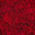 thumbnail image 3 of Member's Mark Ecuadorian Premium Roses, choose color variety and stem count, 3 of 8