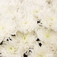 thumbnail image 4 of Member's Mark Football Mums, choose color and stem count, 4 of 6