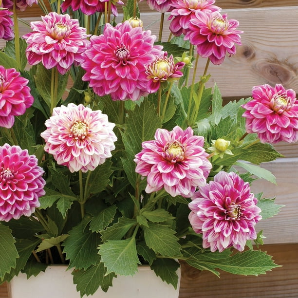 Member's Mark Balcony Dahlia Mardi Gras Blend Dormant Bulbs, 8pk