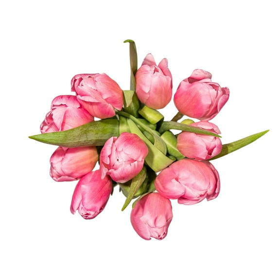 Member's Mark Tulips, 50 stems