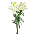 thumbnail image 6 of Member's Mark LA Hybrid Lilies, choose color and stem count, 6 of 7