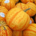 thumbnail image 2 of Candy Corn Pumpkin, 1 ct., 2 of 2