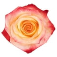 thumbnail image 3 of Member's Mark Ecuadorian Premium Roses, choose color variety and stem count, 3 of 6
