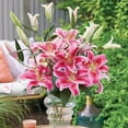 thumbnail image 5 of Member's Mark Lily Oriental Stargazer Dormant Bulbs, 16pk, 5 of 8