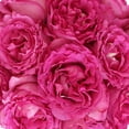 thumbnail image 4 of Member's Mark Garden Roses, 36 stems, Choose color variety, 4 of 6