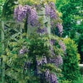 thumbnail image 4 of Member's Mark Wisteria & Hydrangea Wisteria Purple & Hydrangea Peegee Pink Dormant Bulbs, 2pk, 4 of 9